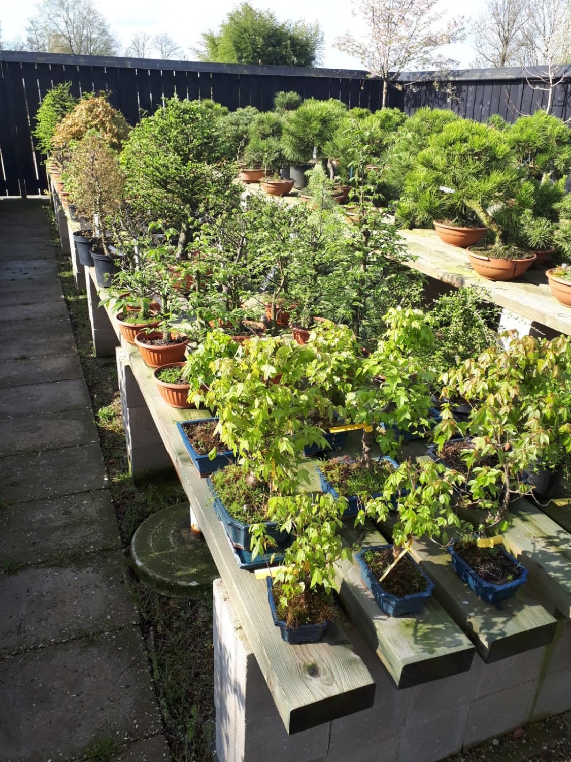 Loofbomen Holland Bonsai & Landscaping