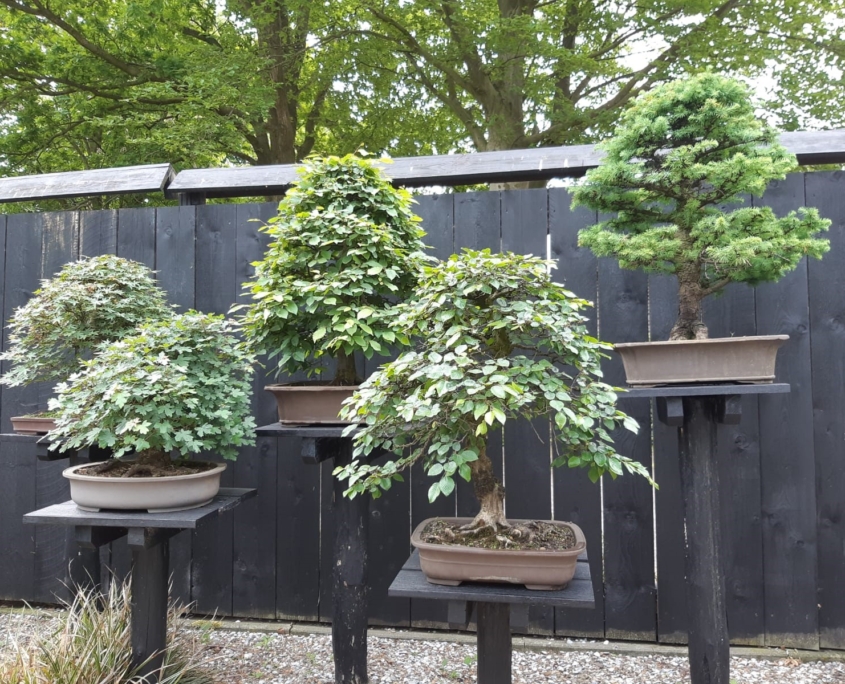 Bonsai Holland Bonsai & Landscaping
