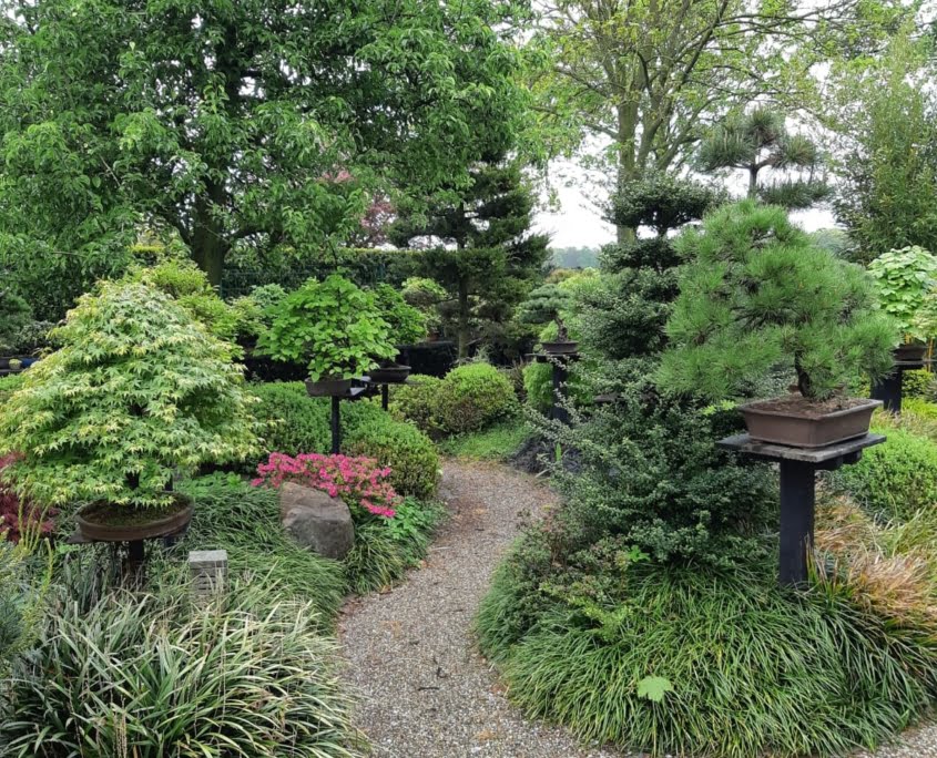 Bonsai Holland Bonsai & Landscaping